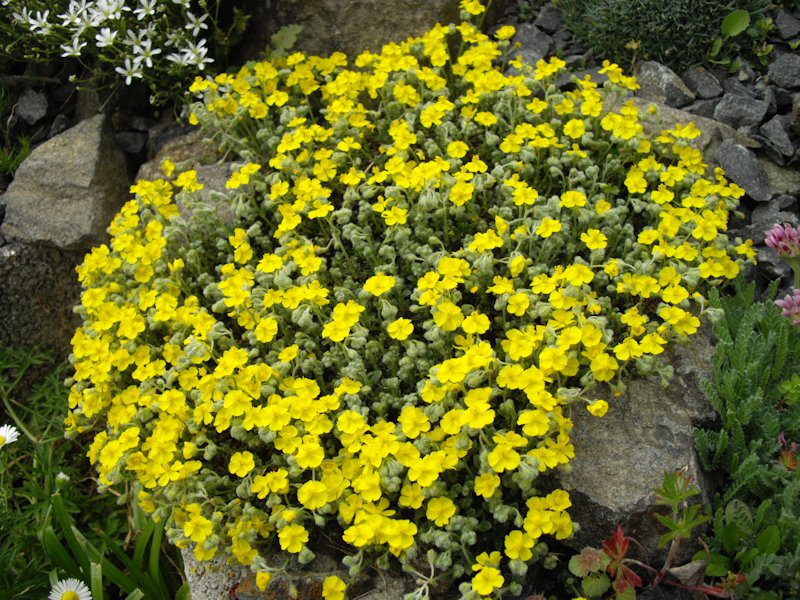 Helianthemum alpestre en fleurs sur des éboulis calcaires dans les Alpes